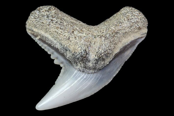 Colorful Fossil Tiger Shark (Galeocerdo) Tooth - Virginia #87908